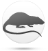 चूहा